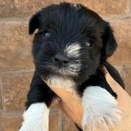 Girl 2 - Black female Miniature Schnauzer puppy in Avondale, Arizona from Campos Schnauzers