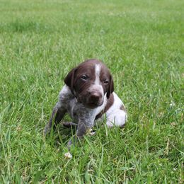 German Shorthaired Pointer Puppies from Brooke's GSPs