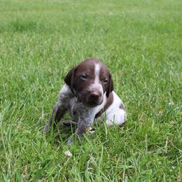 German Shorthaired Pointer Puppies from Brooke's GSPs