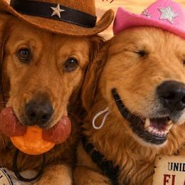 P - Golden Retriever