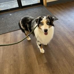 Bonkers - Blue merle male Australian Shepherd puppy in Terrebonne, Oregon from Storybrooke Australian Shepherds