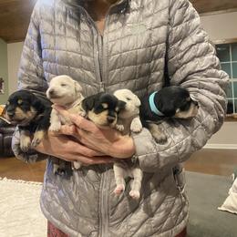 Border Collie and Miniature Schnauzer Puppies from Circle R Sidney