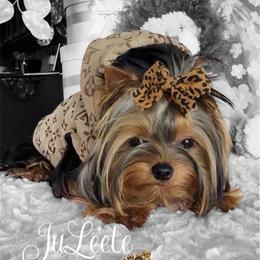 JuJu - Yorkshire Terrier