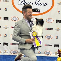 Chinese Cresteds and Miniature American Shepherds from Carousel Kennel