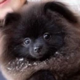 EV - Pomeranian