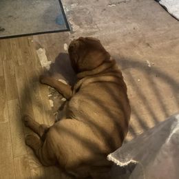 Chinese Shar-Pei Puppies from Dragons Shar-Pei