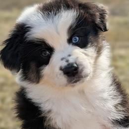 Justice - Black tri-color female Australian Shepherd puppy in Falcon, Missouri from Edge Farm LLC