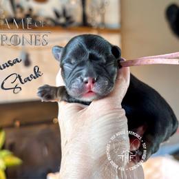 Got - Black and tan female French Bulldog puppy in Salem, Oregon from Toy House Frenchies