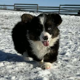 Girl 2 - Black and white female American Corgi puppy in Portland, North Dakota from Sliding stop corgis