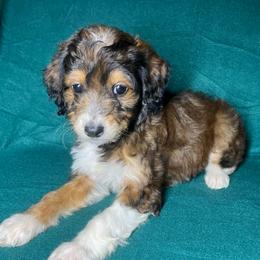 Girl 2 - Red female Aussiedoodle puppy in Alabama from SBA Aussies