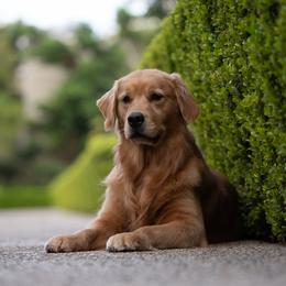 Cali - Golden Retriever