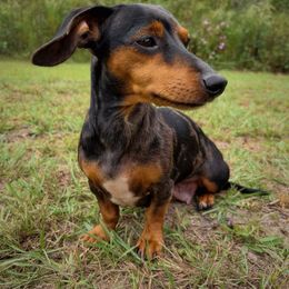 Millie - Dachshund
