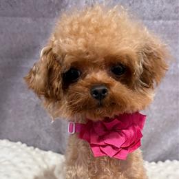 Fendi - Apricot female Poodle puppy in San Diego, Temecula, Ontario, California from Yorkie & Maltese Royalty