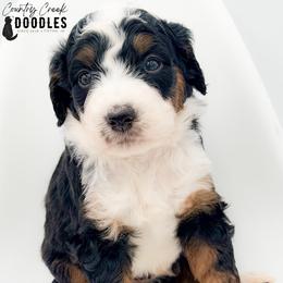 Elana - Tri-color female Bernedoodle puppy in Tipton, Indiana from Country Creek Doodles