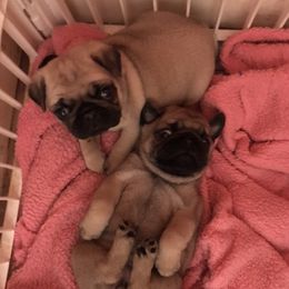 Pug Puppies from Hopestars Pugs