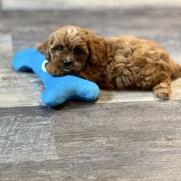 Reba - Red female Cavapoo puppy in Macomb, Missouri from Hunter's Puppies