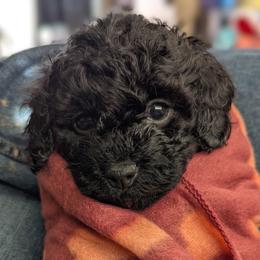 Orange collar girl - Black female Cockapoo puppy in Middletown, Ohio from Blessed Chaos