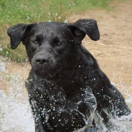 Belgian Malinois and Labrador Retrievers from Elite Canine Training & Outfitters