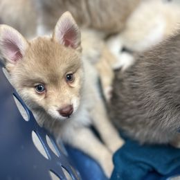 Sally - Chocolate female Pomsky puppy in Shoreline, Washington from SeattlePomskies