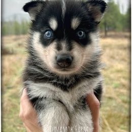 Runamok New Year's Resolution (aka Decree) - Black and white male Pomsky puppy in St. Maries, Idaho from Runamok Farm