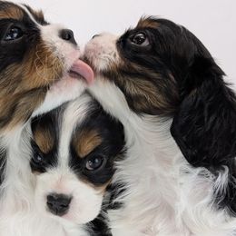 Cavalier King Charles Spaniels and Golden Retrievers from TLC Pups