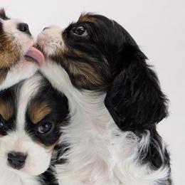 Cavalier King Charles Spaniels and Golden Retrievers from TLC Pups