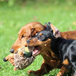 Dachshund Puppies from Mom's Dachshunds
