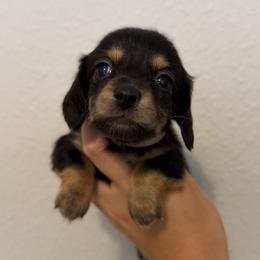Pink Girl - Black and cream female Dachshund puppy in Horizon City, Texas from Willipaws