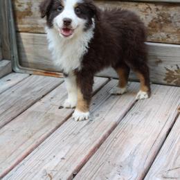 Miniature Australian Shepherd Puppies from Alexander Canines
