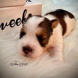 T black mark on back - Parti male Yorkshire Terrier puppy in Machesney Park, Illinois from Three Yorkie Family