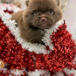 Pinkie Pie - Chocolate female Pomeranian puppy in Gilroy, California from Belt Fed Kennels