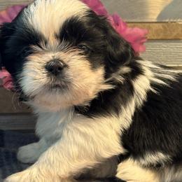 Star - Black and white female Shih Tzu puppy in Zephyrhills, Florida from Mary’s Shih Tzus