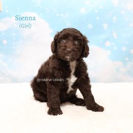 Sienna - Chocolate female Australian Labradoodle puppy in Hurricane, Utah from Red Desert Doodles