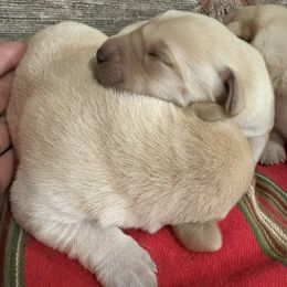 Second Pick of Male Pups - Yellow male Labrador Retriever puppy in Freeport, Illinois from Rock Hollow Retrievers