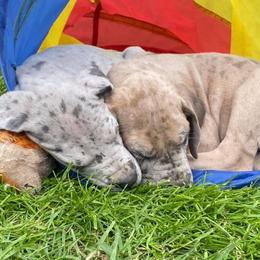 Great Dane Puppies from Sand Mountain Danes LLC