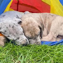 Great Dane Puppies from Sand Mountain Danes LLC