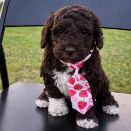 Ollie (Oleander) - Chocolate male Goldendoodle puppy in Camden, North Carolina from Oopsie Doodles of NC