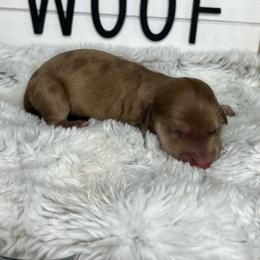 Apple fritter - Dapple female Dachshund puppy in Payette, Idaho from NT Mini Doxies
