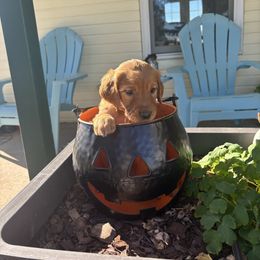 Lainey - Lavendar Collar - Light golden female Golden Retriever puppy in Cheyenne, Wyoming from Battlemountain Kennels