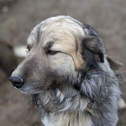 Buddy - Anatolian Shepherd Dog