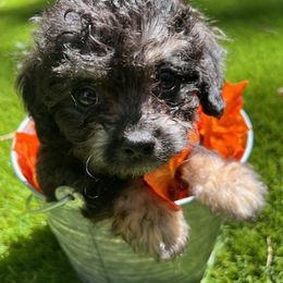 Assorted Doodle Crosses from Jakoury's Chi-Poos