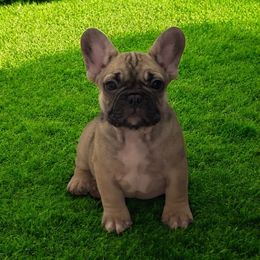 French Bulldog Puppies from Von Darr Kennels