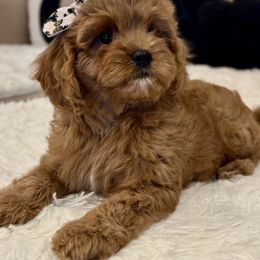 Cavapoo Puppies from Southern Love Cavapoos
