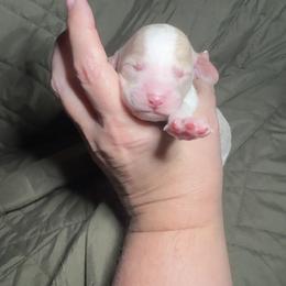 Arrow - Blenheim male Cavapoo puppy in Austin, Texas from Doodles of Central Texas