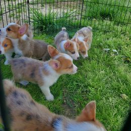 American Corgi Puppies from Thomas Corgi's