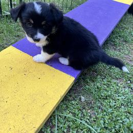 Pembroke Welsh Corgi Puppies from Potato Patch