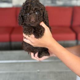 Smores - Brown male Double Doodle puppy in Millersburg, Ohio from T Sanctum