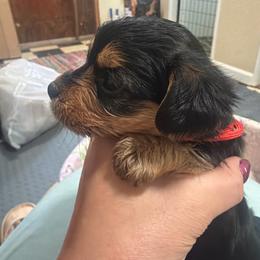 Althia - Chocolate female Morkie puppy in Winston Salem, North Carolina from Patty’s Paws