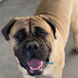 Bullmastiffs and French Bulldogs from Misfit Kennels