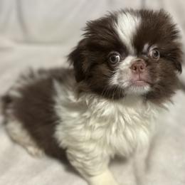 Pekingese, Poodle, and Shih Tzu Puppies from Happy puppies